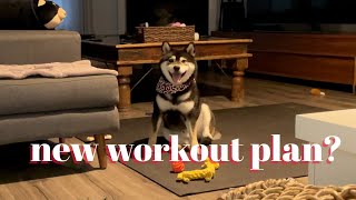TR's New Workout Plan | Funny | Tiny Rick The Shibe by Tiny Rick The Shibe 2,130 views 2 years ago 1 minute, 21 seconds