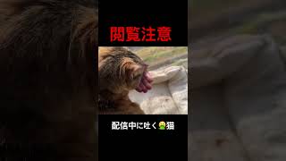 配信中に吐く猫#cat #猫好きさんと繋がりたい #猫のいる生活
