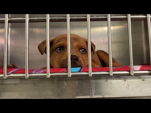 Video: Adopt-A-Less-Adoptable Pet Week: Kelebihan Mengamalkan Haiwan Peliharaan Yang Lebih Tua