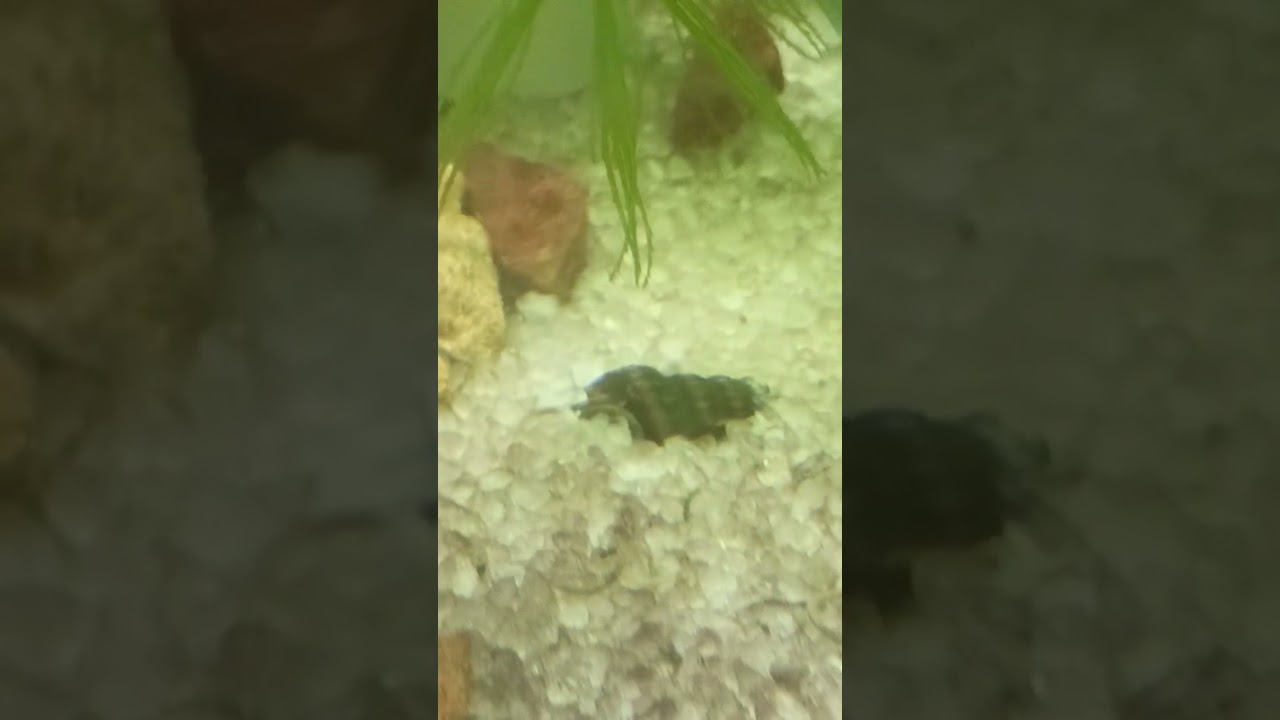 assassin snail burying itself 😮 YouTube
