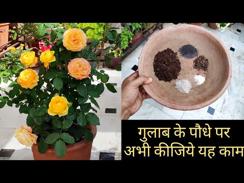 गुलाब पर ढेरों फूलों के लिए अभी कीजिये यह काम, Rose plant care n fertilizer