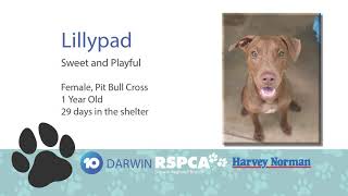 10 Darwin - Parents for Pets (March 2020)