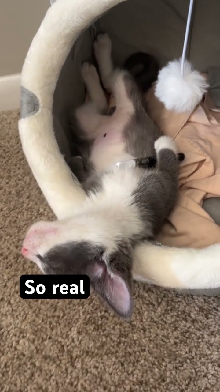 Kittyo is like this is what I’m on and this how I’m living life