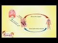 Human Heart and Circulatory System