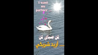 البجعة التي فقدت شريكها. لمن صباي لمن The swan who lost her partner. I want my partner