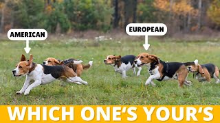 3 Types of Beagles: Which One's Yours?