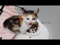 구조된 아기고양이의 눈물젖은 첫 식사