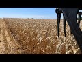 Wheat harvest at Saint Lubin farm