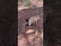 I Found This Cutest Creature in the Wild – What Is It? 😻