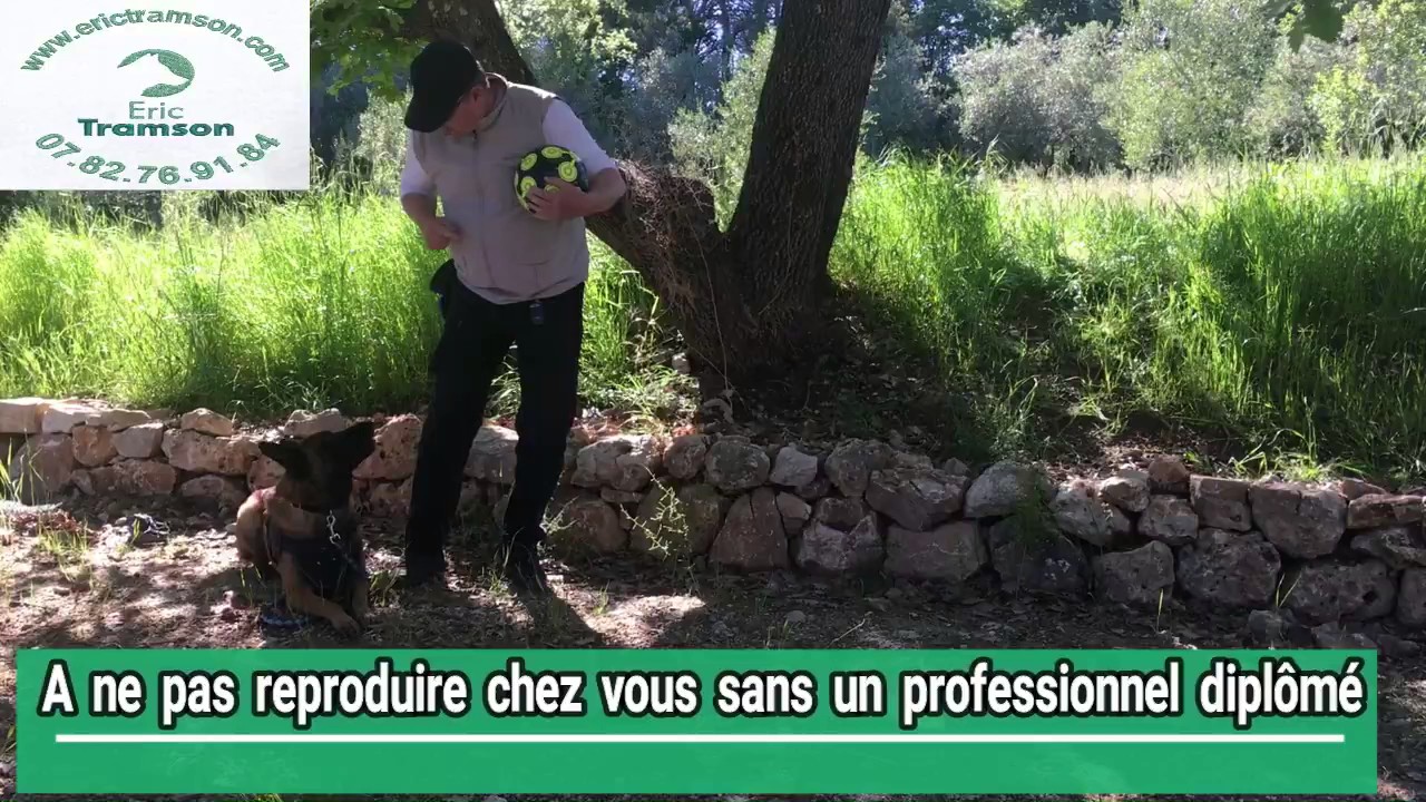 RESULTAT EDUCATION CHIEN BALLON/ERIC TRAMSON/DRESSEUR CANIN VAR/ - YouTube