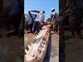This is How They Remove Whales from Beaches #satisfying #cleanup