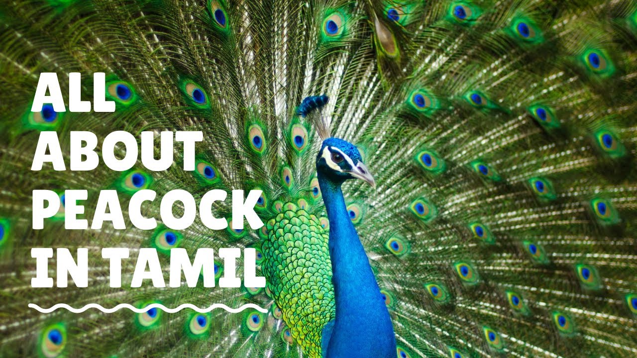 essay about peacock in tamil