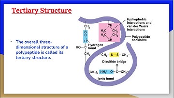 Proteins 5: The Tertiary and Quaternary Protein Structures