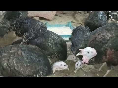 تربية الرومي من الالف الى الياء بدون تكاليف ببلاش وهتاخدى افضل نتيجة للرومى