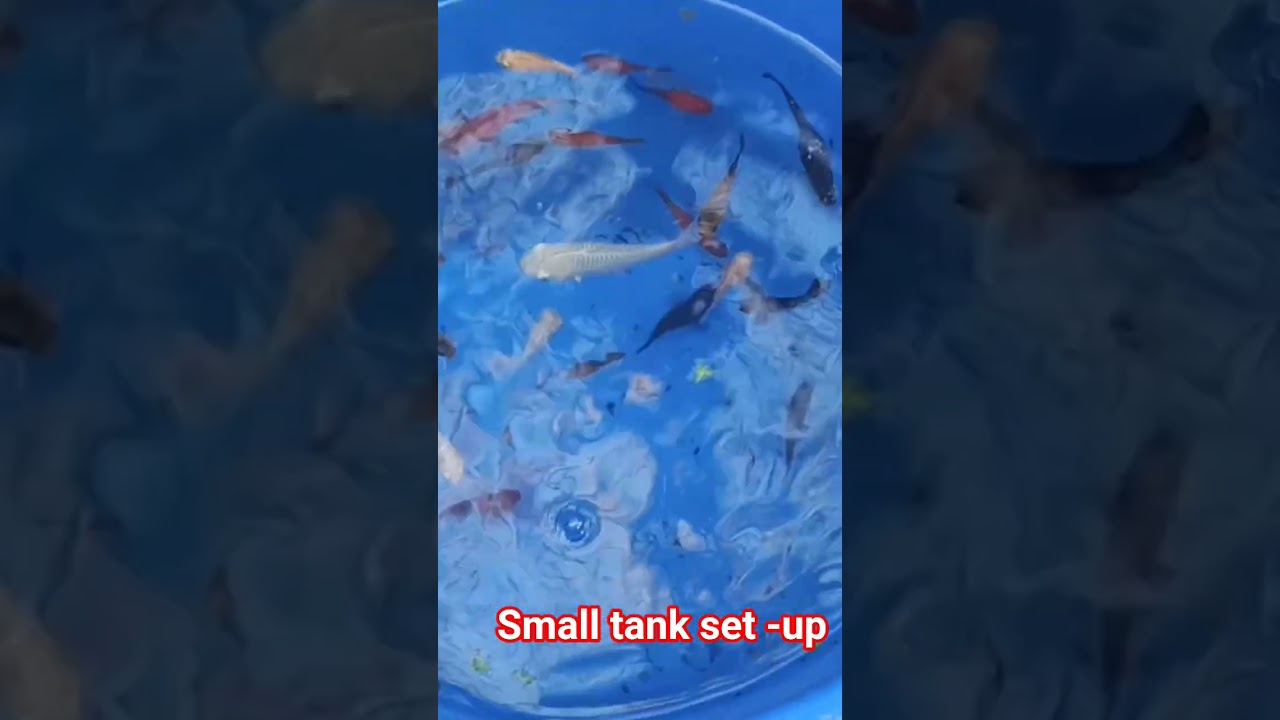 small tank set up for nature, 