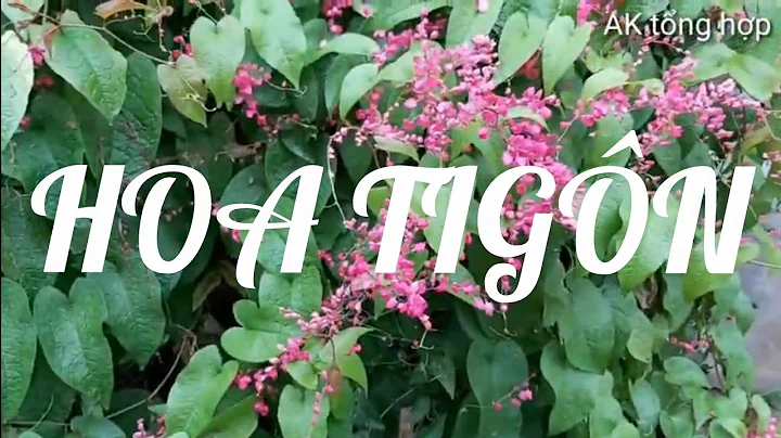 ĐỌC BÀI THƠ HAI SẮC HOA TIGON.( CỦA TTKH)