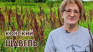 видео: КОНСКИЙ ЩАВЕЛЬ – НЕТ ПОНОСАМ! картинка: КОНСКИЙ ЩАВЕЛЬ – НЕТ ПОНОСАМ!