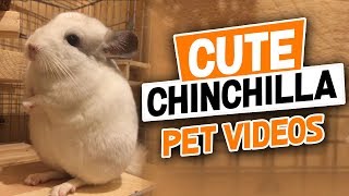 Chinchilla Pet : Cute Chinchilla Videos Compilation 2018