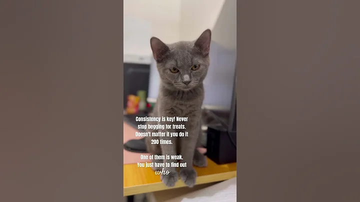 Watch the video about Treats please 🙏🦁 #tofu #catshorts #cats #fyp #feline #kitten #bsh