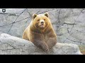 Мансур наблюдает как дождик наполняет его бассейн🐻