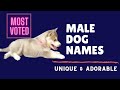 Cute and Adorable Male Dog Names 2020 |  Lovely Name for You Pet Dog