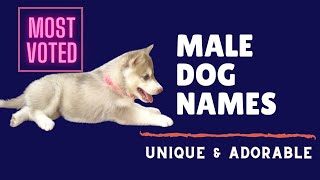 Cute and Adorable Male Dog Names 2020 |  Lovely Name for You Pet Dog