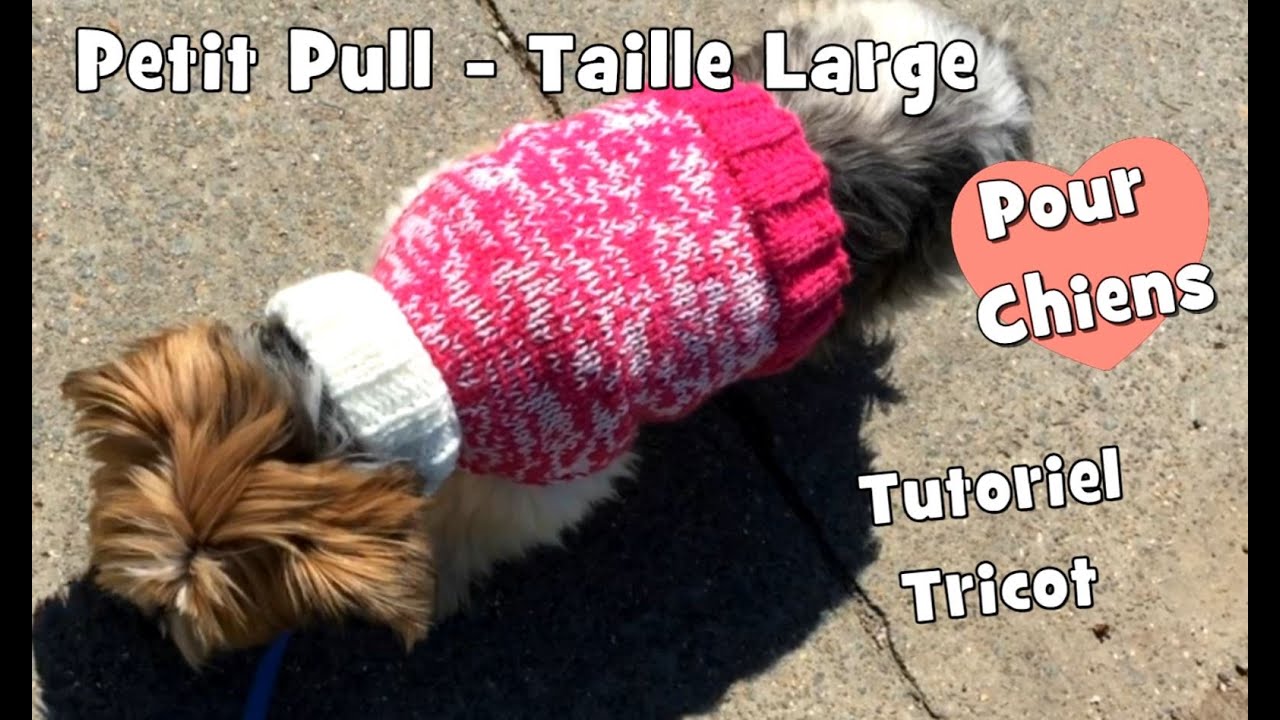 Tutoriel Tricot Bandeau Anti Pipi Pour Chiens Diy Youtube
