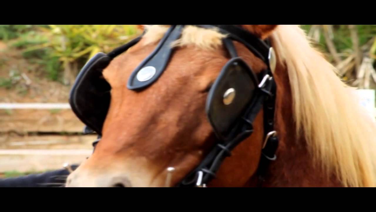 No seas caballo - YouTube