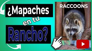 🔴 Descubre lo que realmente atrae a los MAPACHES a tu RANCHO