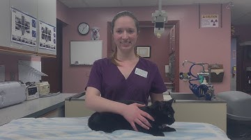 Cedar Valley College AVMA Task Video Spring 2020