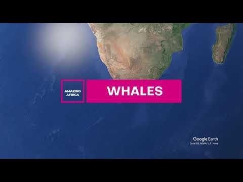 What is the gestation period of the southern right whale? - YouTube