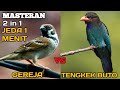 Masteran Gereja Tarung Sambung Tengkek Buto Dengan Jeda Menit Mp3 - Mp4 Download