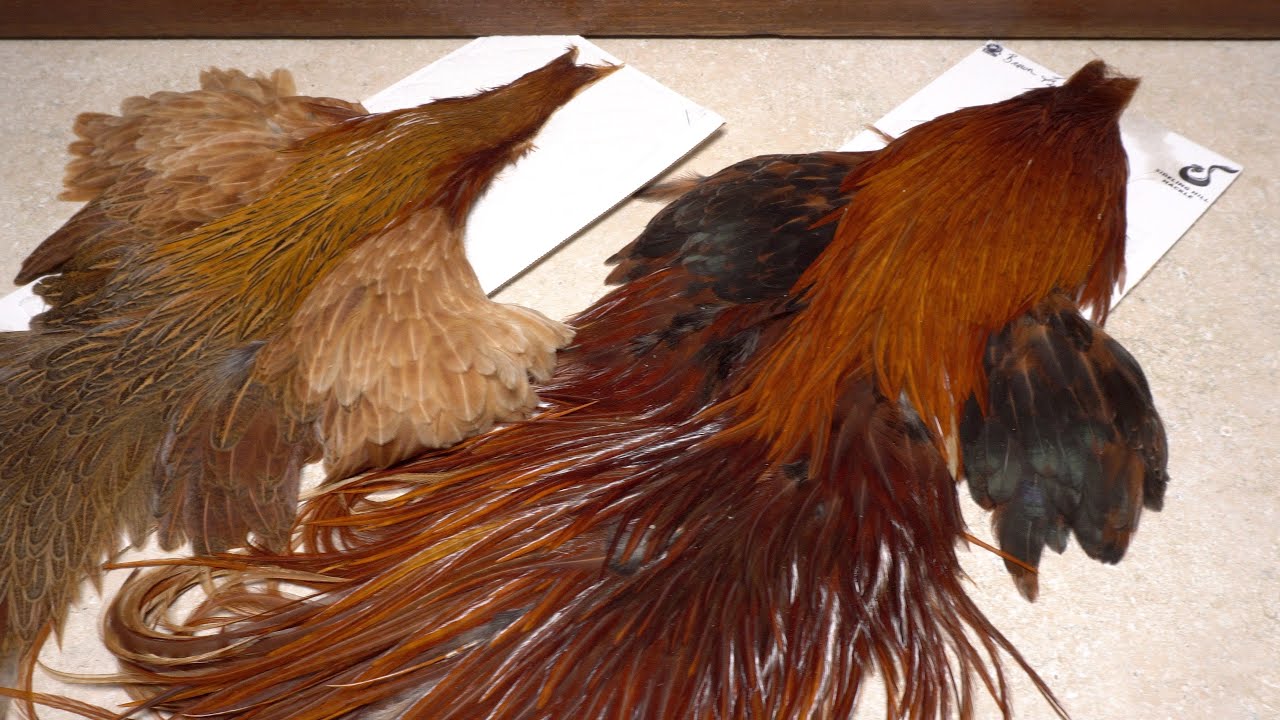 Grizzly Rooster Saddle Hackle Feathers