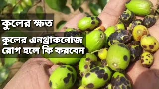 কুলের এনথ্রাকনোজ রোগ|কুলের ক্ষত |এনথ্রাকনোজ রোগের চিকিৎসা