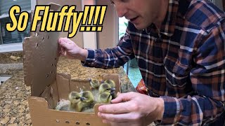 Raising Goslings on the Homestead | First Days & Care Tips