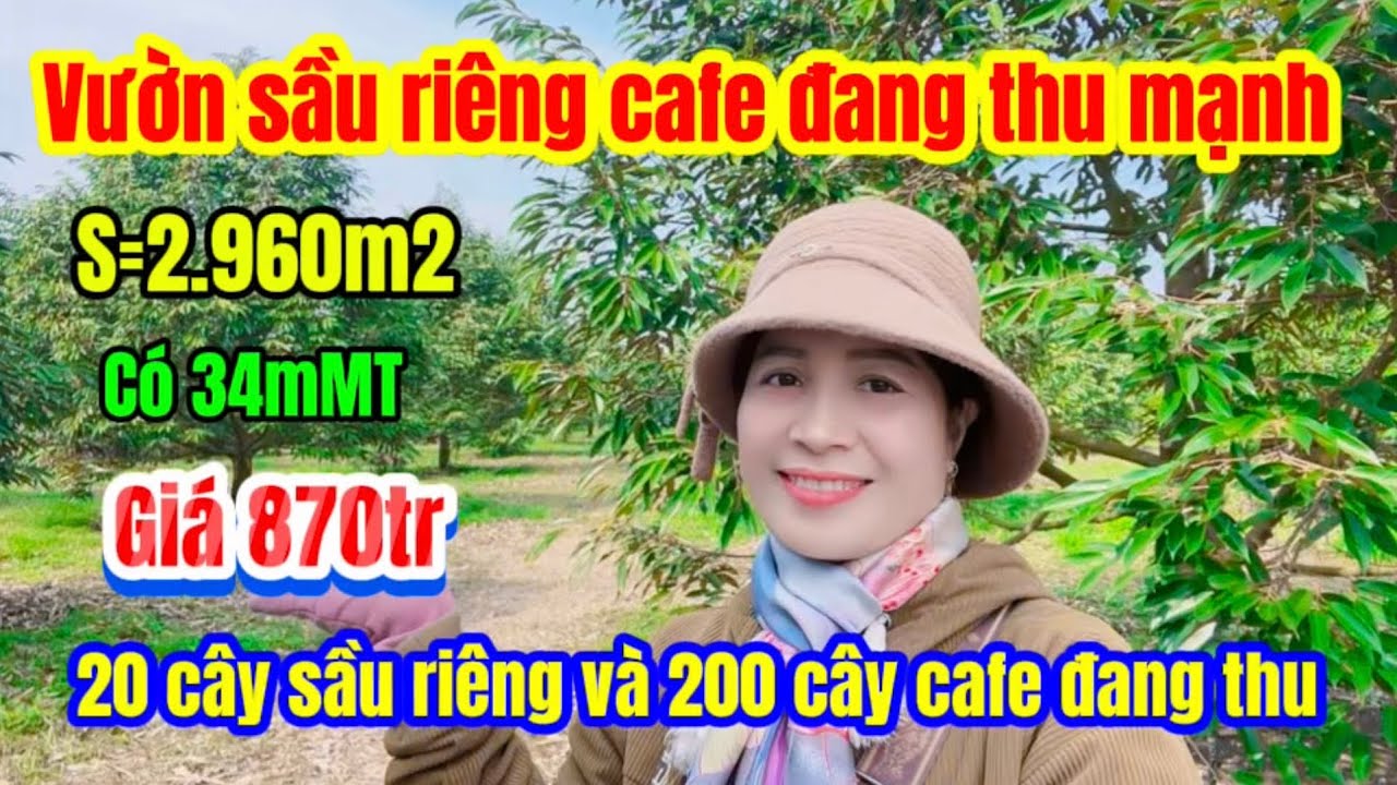 592🌹 vườn sầu riêng cà phê đang thu mạnh điện nước cáp mạng wifi đầy đủ hệ thống tưới tự động ạ