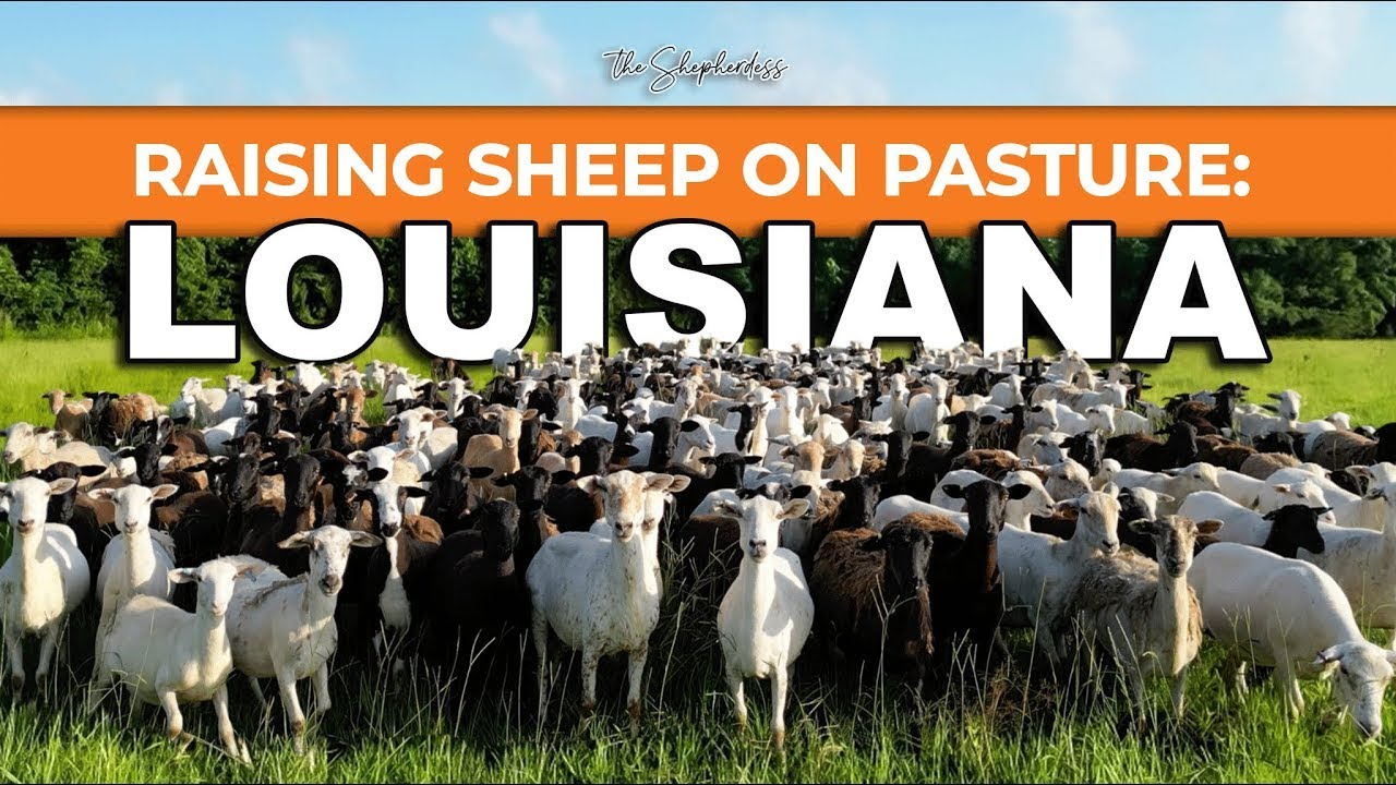 RAISING 300 HAIR SHEEP in LOUISIANA | Sheep on Pasture Farming for Meat ...