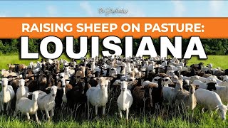 RAISING 300 HAIR SHEEP in LOUISIANA | Sheep on Pasture Farming for Meat Dorper Katahdin by the Shepherdess 12,487 views 7 months ago 6 minutes, 47 seconds