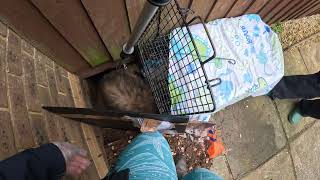 Battle-Scarred Badger Rescued In Hanham