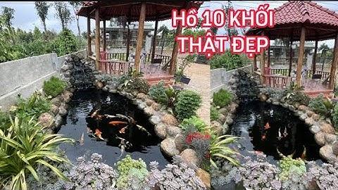 Hồ Cá Koi 10 Khối Nuôi Cá Nhật Thật Đẹp - Lọc 1/2 Hồ Chính Nước Cực Trong.Hồ E Cần ở Đắk Nông.