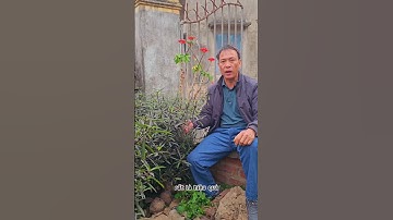 Thần dược trong sơ cứu và điều trị rắn độc cắn #ducsonhaiduong