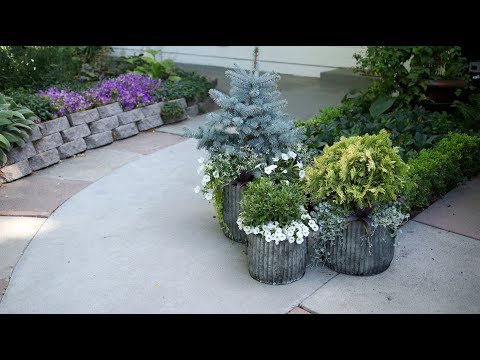 Video: Evergreen Container Plants - Իմացեք կոնտեյներով աճեցված մշտադալար բույսերի մասին