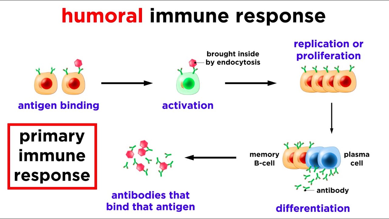The Immune System Innate Defenses and Adaptive Defenses