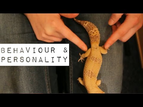 Leopard Gecko Showdown: Male Vs. Female Personalities!