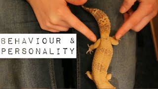 Differences Between Male & Female Leopard Geckos