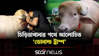 চিড়িয়াখানার পথে আলোচিত ‘ডোনাল্ড ট্রাম্প’ | Donald Trump | Cow | Star News
