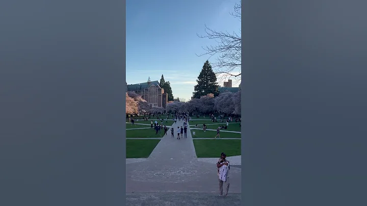 UW Cherry Blossoms. #uw #universityofwashington  #cherryblossoms