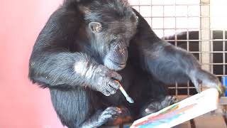 Chimpanzee painting at 'Save the Chimps' rescue and sanctuary in Ft. Pierce, FL