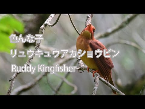 【色んな子】リュウキュウアカショウビン Ruddy Kingfisher