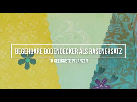 Video: Alternativen zu Vinca Vine – sichere Immergrün-Alternativen im Garten